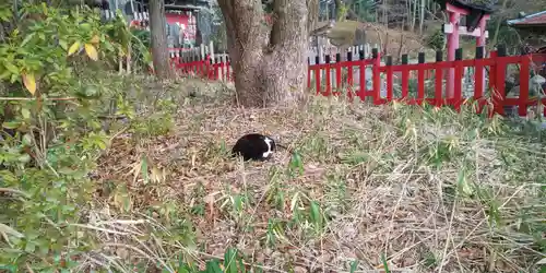 伏見稲荷大社の動物