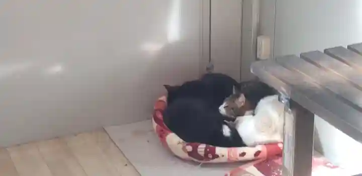 下野大師華蔵寺の動物