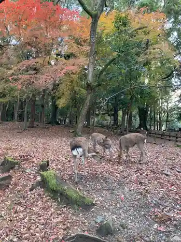 春日大社の動物