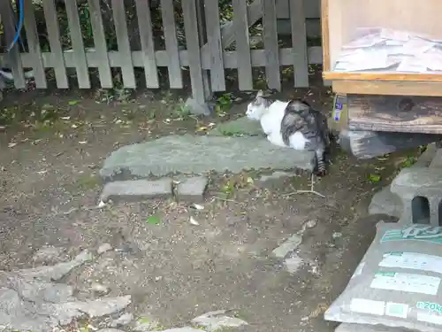 阿邪訶根神社の動物