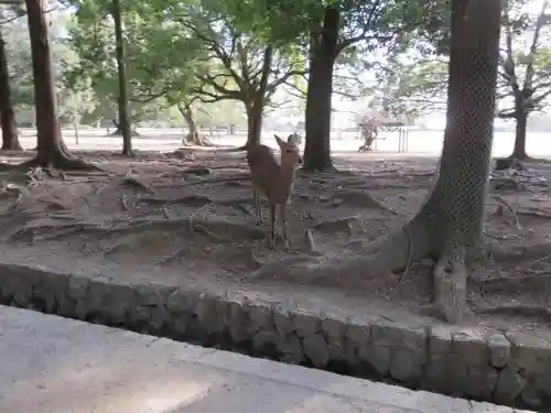 春日大社の動物