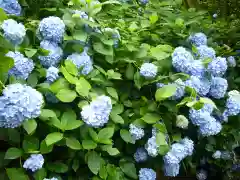 明月院(神奈川県)