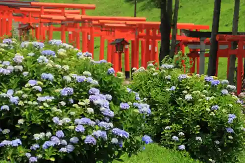 高屋敷稲荷神社の鳥居