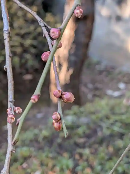 東長谷寺 薬王院(東京都)