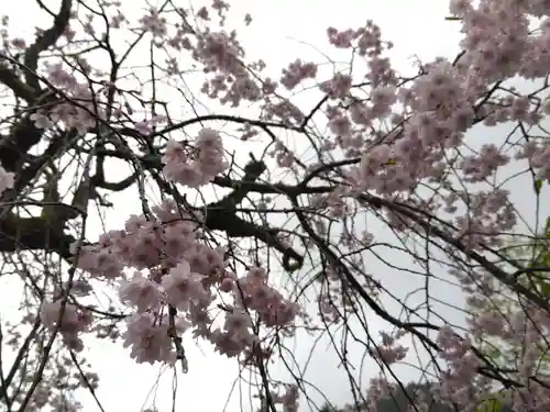 高善寺(福井県)