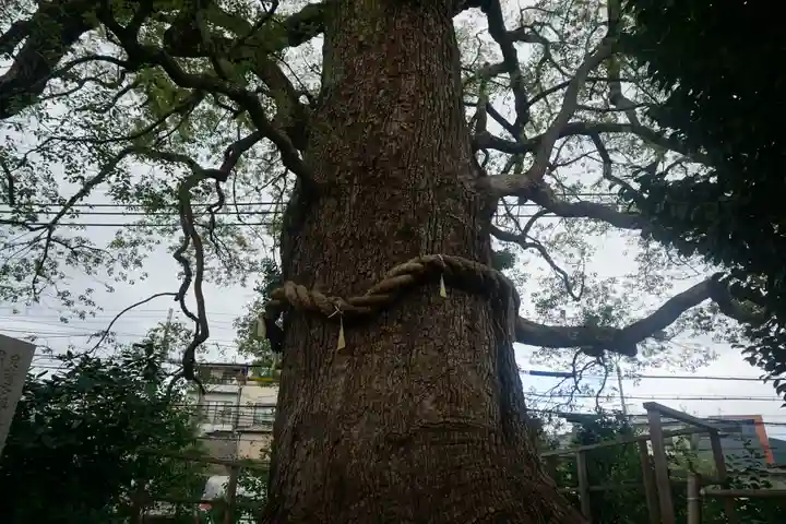 新熊野神社の自然