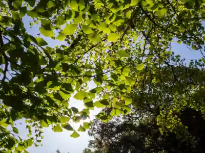赤坂氷川神社(東京都)
