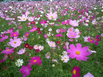 金刀比羅神社の周辺