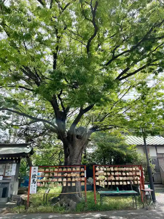 久里浜天神社の自然