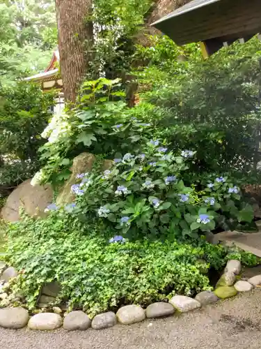 阿佐ヶ谷神明宮の自然