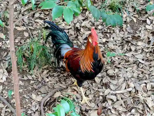大甕神社(茨城県)