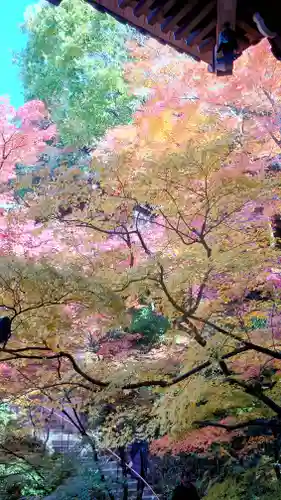 禅林寺（永観堂）(京都府)