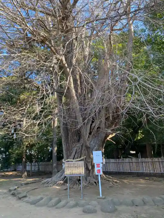 峯ヶ岡八幡神社の{uncategorized: "未分類", other: "その他", undefined: "問題あり", building: "その他建物", grave: "お墓", sacred_gate: "鳥居", guardian: "狛犬", statue: "像", buddha: "仏像", history: "歴史", nature: "自然", garden: "庭園", animal: "動物", pagoda: "塔", temizu: "手水舎", mountain_gate: "山門・神門", sanctuary: "本殿・本堂", subordinate: "末社・摂社", art: "芸術", scenery: "景色", jizo: "地蔵", ema: "絵馬", goshuin: "御朱印", omikuji: "おみくじ", items: "授与品その他", amulet: "お守り", goshuincho: "御朱印帳", eats: "食事", festival: "お祭り", votive_dance: "神楽", shichigosan: "七五三参", wedding: "結婚式", experience: "体験その他", initially: "初詣", around: "周辺", anti_infection: "感染症対策"}