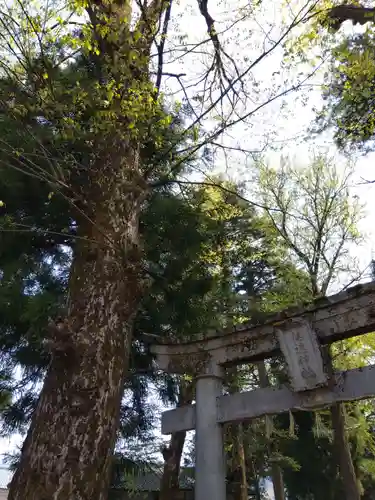 健速神社(福井県)