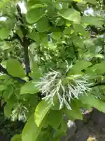 田縣神社の自然