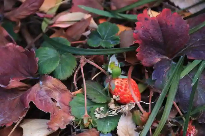 阿邪訶根神社の自然