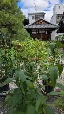 行願寺（革堂）(京都府)