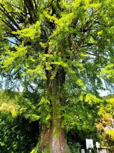美奈宜神社の自然