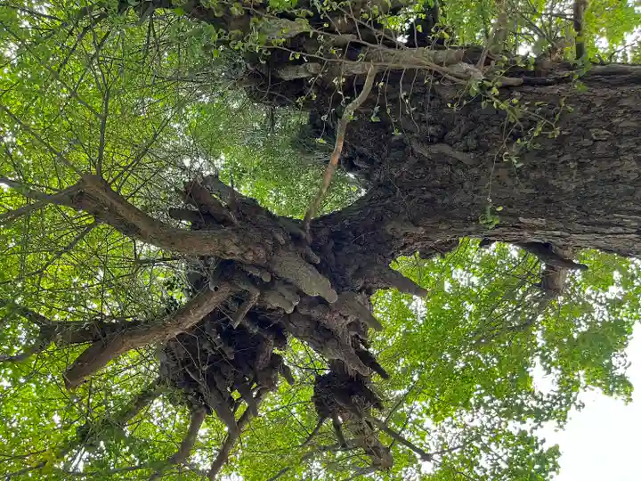 神岡稲荷神社の自然