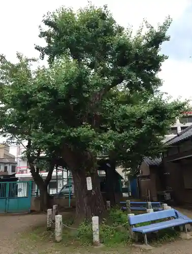 白髭神社(東京都)