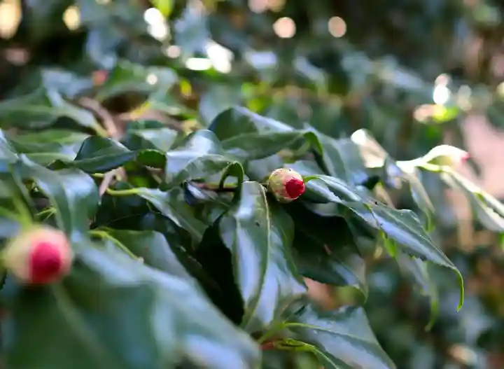 三津厳島神社の自然