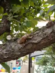 元郷氷川神社の動物