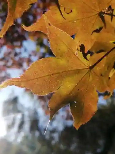 間々田八幡宮の自然