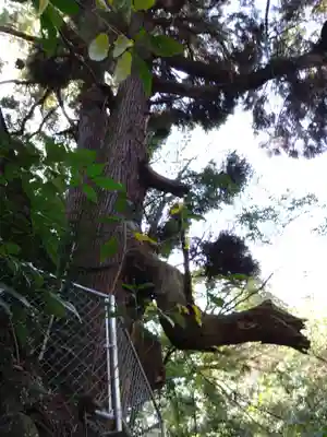 神龍八大龍王神社の自然