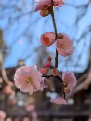 妙法寺(東京都)