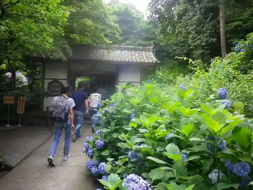 明月院の庭園