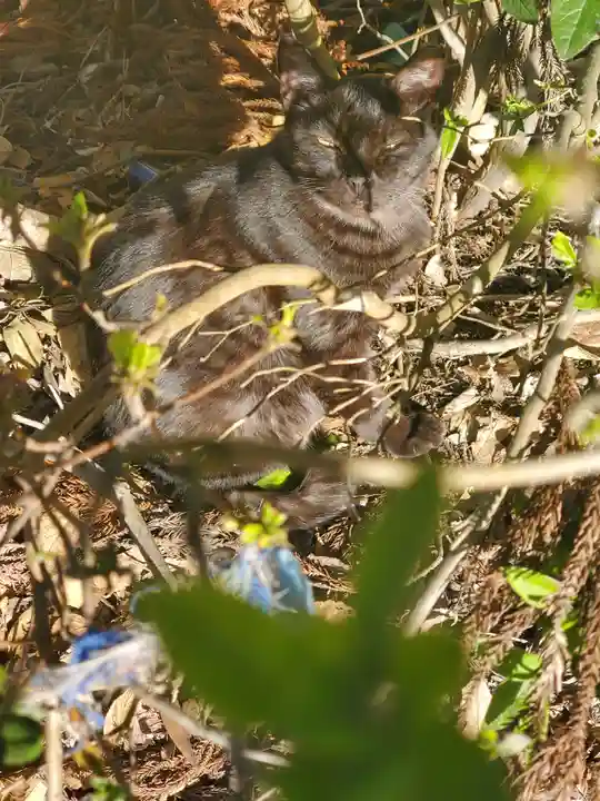 息栖神社の動物