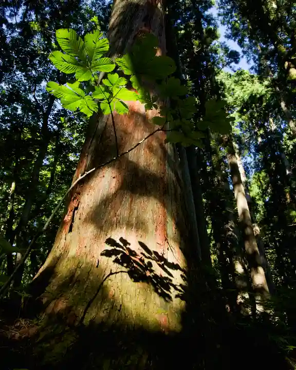 戸隠神社奥社(長野県)