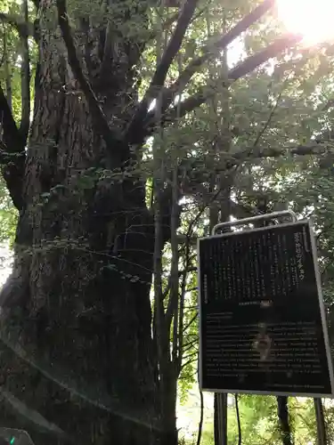 王子神社の自然