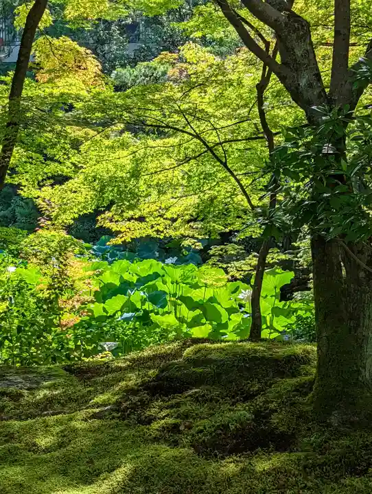 法金剛院(京都府)