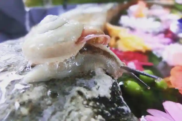 立志神社(滋賀県)