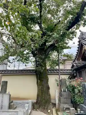 大泉寺(東京都)