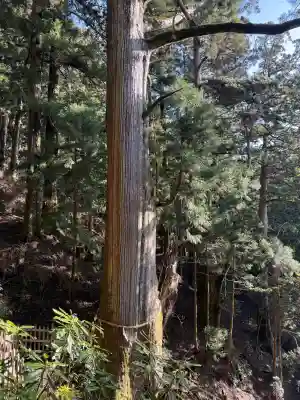 玉置神社の{uncategorized: "未分類", other: "その他", undefined: "問題あり", building: "その他建物", grave: "お墓", sacred_gate: "鳥居", guardian: "狛犬", statue: "像", buddha: "仏像", history: "歴史", nature: "自然", garden: "庭園", animal: "動物", pagoda: "塔", temizu: "手水舎", mountain_gate: "山門・神門", sanctuary: "本殿・本堂", subordinate: "末社・摂社", art: "芸術", scenery: "景色", jizo: "地蔵", ema: "絵馬", goshuin: "御朱印", omikuji: "おみくじ", items: "授与品その他", amulet: "お守り", goshuincho: "御朱印帳", eats: "食事", festival: "お祭り", votive_dance: "神楽", shichigosan: "七五三参", wedding: "結婚式", experience: "体験その他", initially: "初詣", around: "周辺", anti_infection: "感染症対策"}