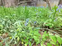 新琴似神社の自然