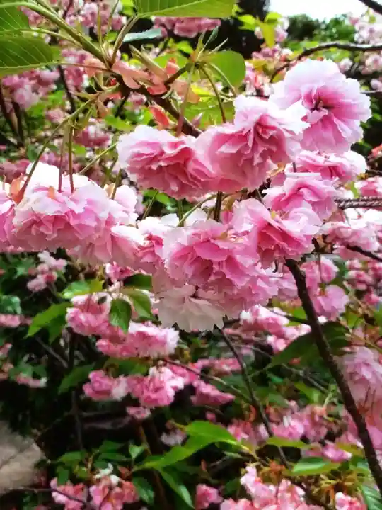 福蔵院(東京都)