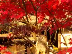 本土寺の動物