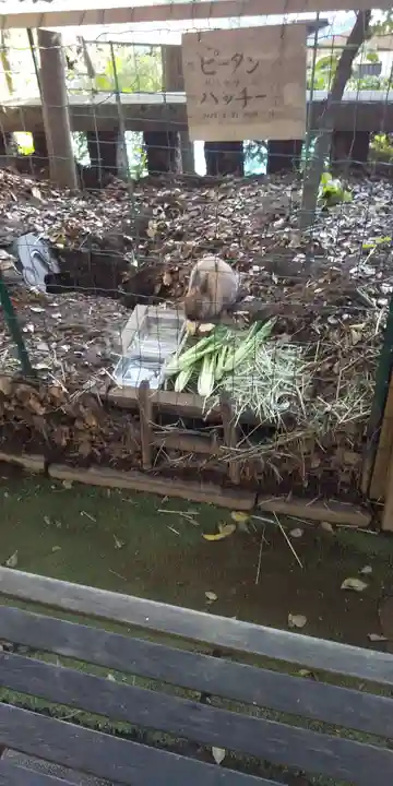 太子堂八幡神社の動物