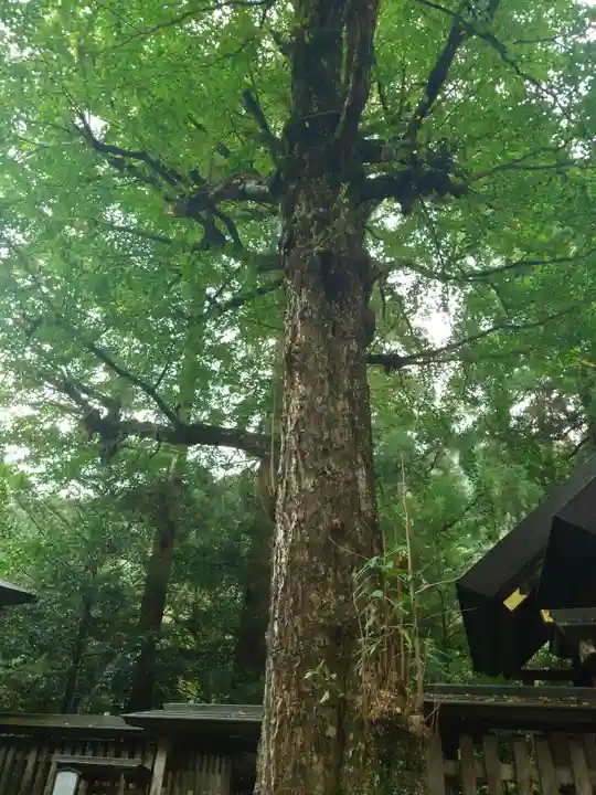 天岩戸神社(宮崎県)