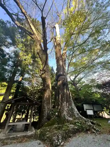 國津神社の{uncategorized: "未分類", other: "その他", undefined: "問題あり", building: "その他建物", grave: "お墓", sacred_gate: "鳥居", guardian: "狛犬", statue: "像", buddha: "仏像", history: "歴史", nature: "自然", garden: "庭園", animal: "動物", pagoda: "塔", temizu: "手水舎", mountain_gate: "山門・神門", sanctuary: "本殿・本堂", subordinate: "末社・摂社", art: "芸術", scenery: "景色", jizo: "地蔵", ema: "絵馬", goshuin: "御朱印", omikuji: "おみくじ", items: "授与品その他", amulet: "お守り", goshuincho: "御朱印帳", eats: "食事", festival: "お祭り", votive_dance: "神楽", shichigosan: "七五三参", wedding: "結婚式", experience: "体験その他", initially: "初詣", around: "周辺", anti_infection: "感染症対策"}
