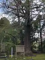 生目神社の自然