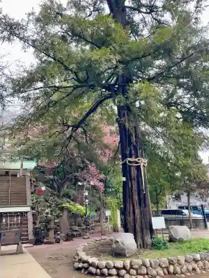 駒込富士神社(東京都)