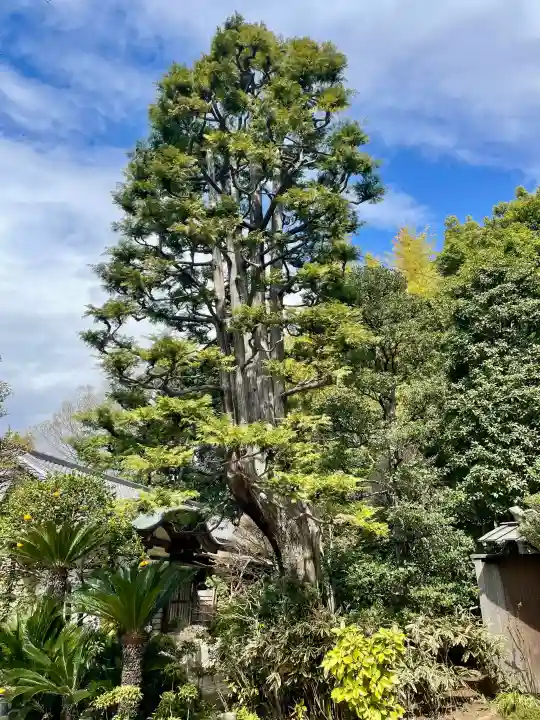 法真寺の{uncategorized: "未分類", other: "その他", undefined: "問題あり", building: "その他建物", grave: "お墓", sacred_gate: "鳥居", guardian: "狛犬", statue: "像", buddha: "仏像", history: "歴史", nature: "自然", garden: "庭園", animal: "動物", pagoda: "塔", temizu: "手水舎", mountain_gate: "山門・神門", sanctuary: "本殿・本堂", subordinate: "末社・摂社", art: "芸術", scenery: "景色", jizo: "地蔵", ema: "絵馬", goshuin: "御朱印", omikuji: "おみくじ", items: "授与品その他", amulet: "お守り", goshuincho: "御朱印帳", eats: "食事", festival: "お祭り", votive_dance: "神楽", shichigosan: "七五三参", wedding: "結婚式", experience: "体験その他", initially: "初詣", around: "周辺", anti_infection: "感染症対策"}