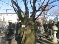 大林寺(東京都)