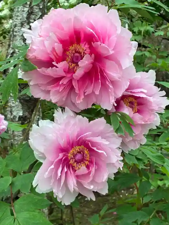 長谷寺の{uncategorized: "未分類", other: "その他", undefined: "問題あり", building: "その他建物", grave: "お墓", sacred_gate: "鳥居", guardian: "狛犬", statue: "像", buddha: "仏像", history: "歴史", nature: "自然", garden: "庭園", animal: "動物", pagoda: "塔", temizu: "手水舎", mountain_gate: "山門・神門", sanctuary: "本殿・本堂", subordinate: "末社・摂社", art: "芸術", scenery: "景色", jizo: "地蔵", ema: "絵馬", goshuin: "御朱印", omikuji: "おみくじ", items: "授与品その他", amulet: "お守り", goshuincho: "御朱印帳", eats: "食事", festival: "お祭り", votive_dance: "神楽", shichigosan: "七五三参", wedding: "結婚式", experience: "体験その他", initially: "初詣", around: "周辺", anti_infection: "感染症対策"}