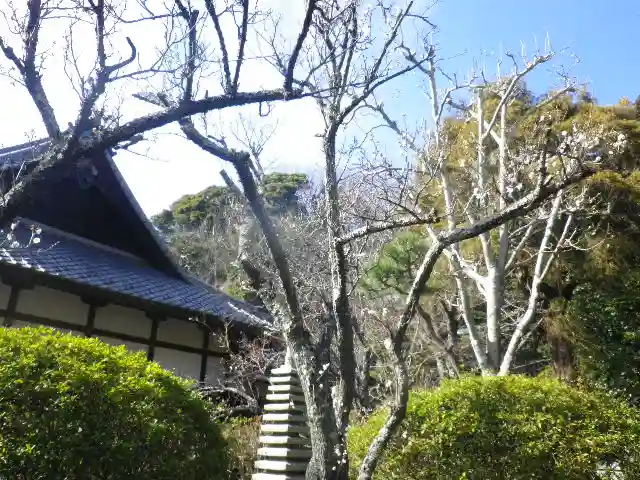 浄光明寺の自然