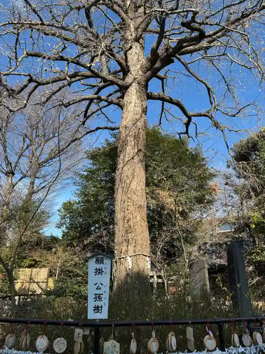 七社神社の自然